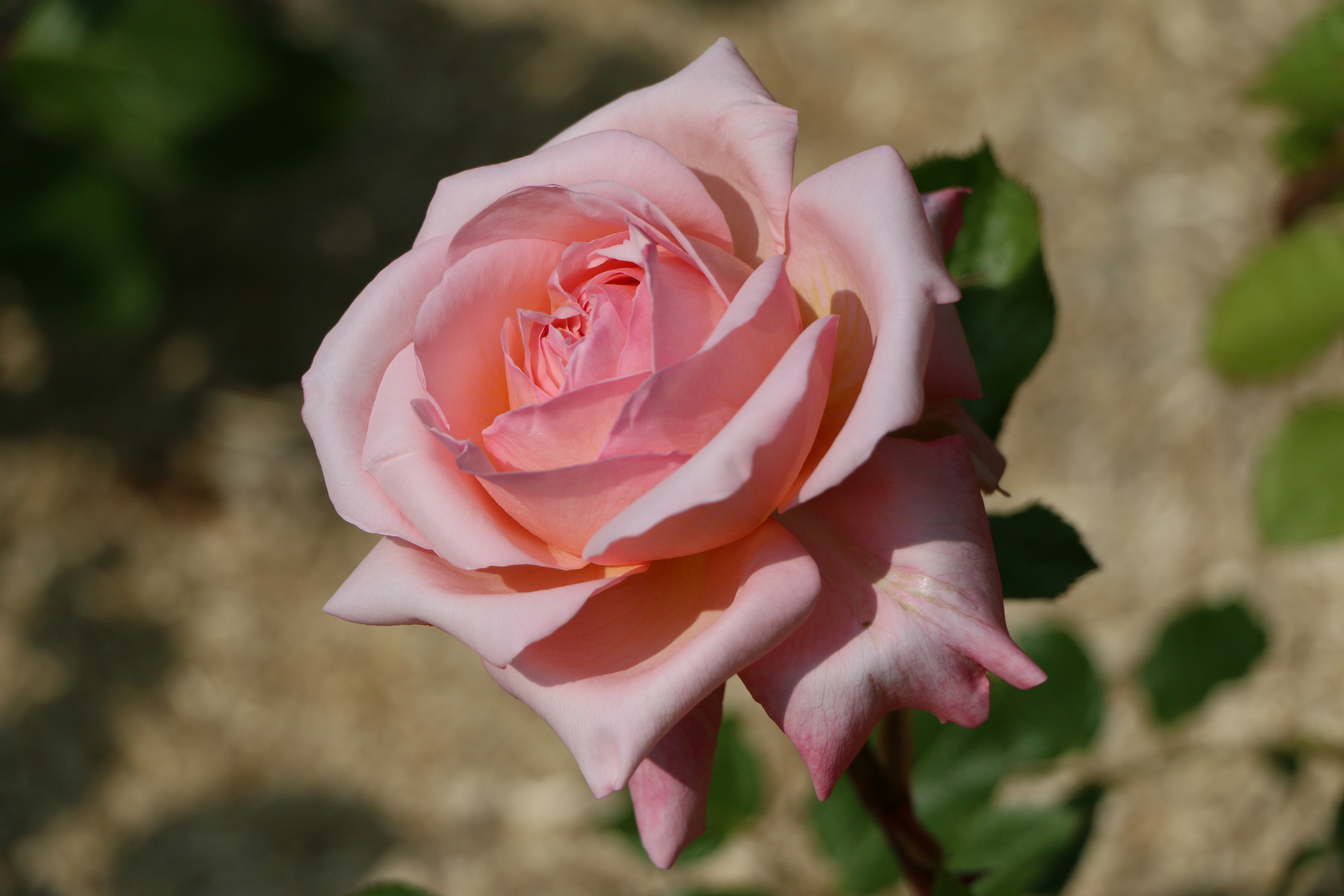 Rose Jean de La Fontaine