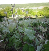 La route touristique du Champagne