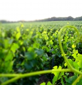 La route touristique du Champagne