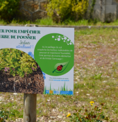 Le paillage remplace les phytosanitaires